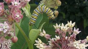catapillar catapillar